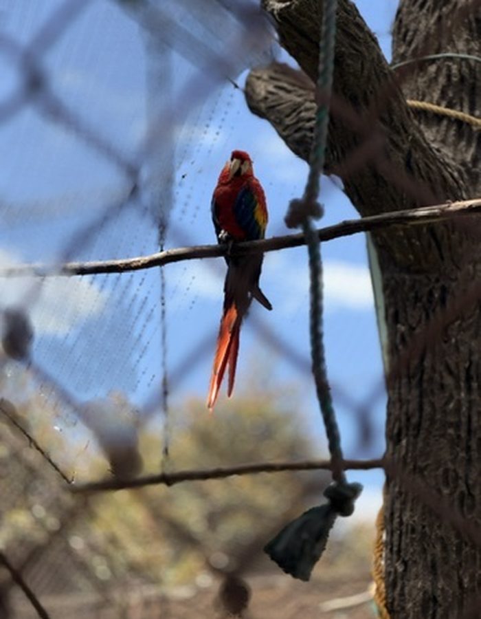 Guacamaya roja posada en una rama, en el zoológico de Parque Jaime Duque