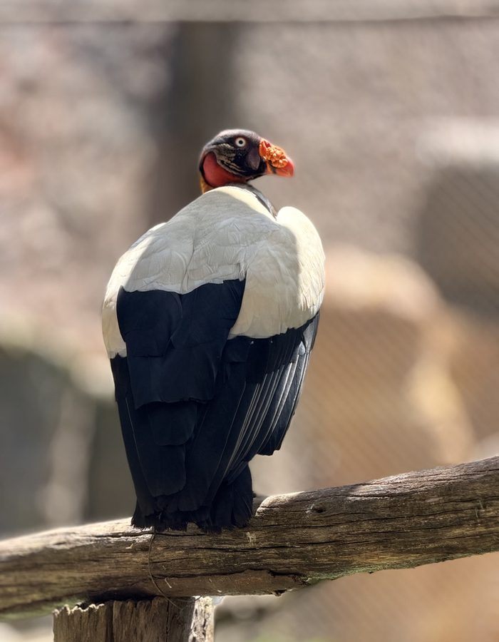 Buitre rey posado en el zoológico de Parque Jaime Duque