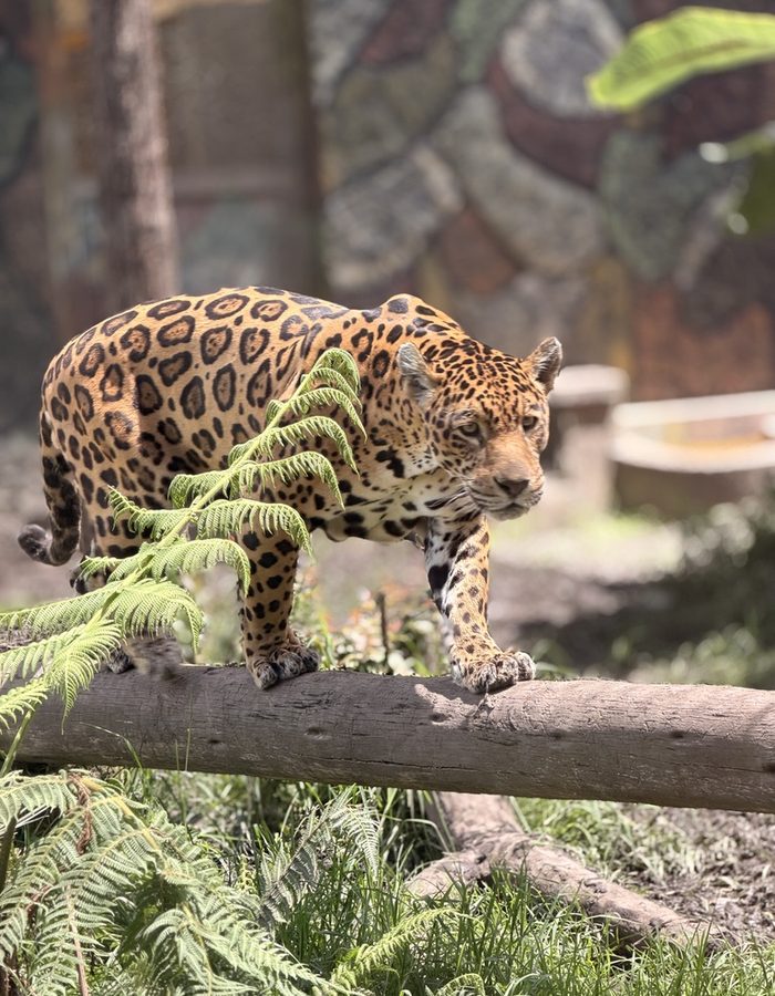 Jaguar caminando en el zoológico de Parque Jaime Duque