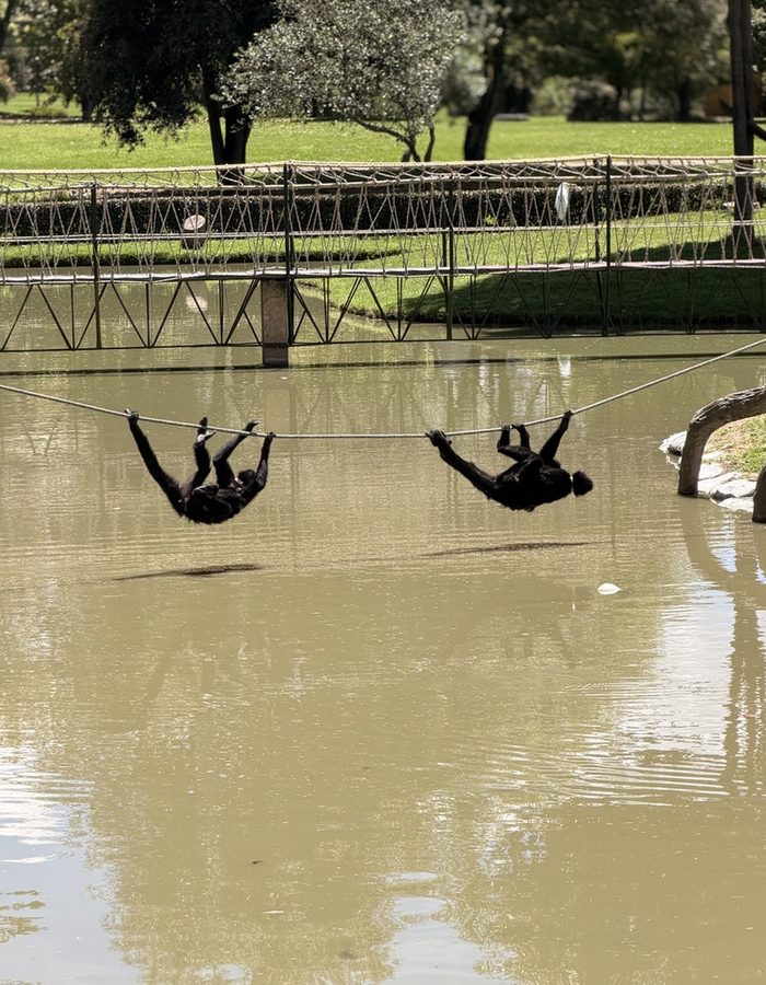 Chimpancés jugando sobre una cuerda en el zoológico de Parque Jaime Duque