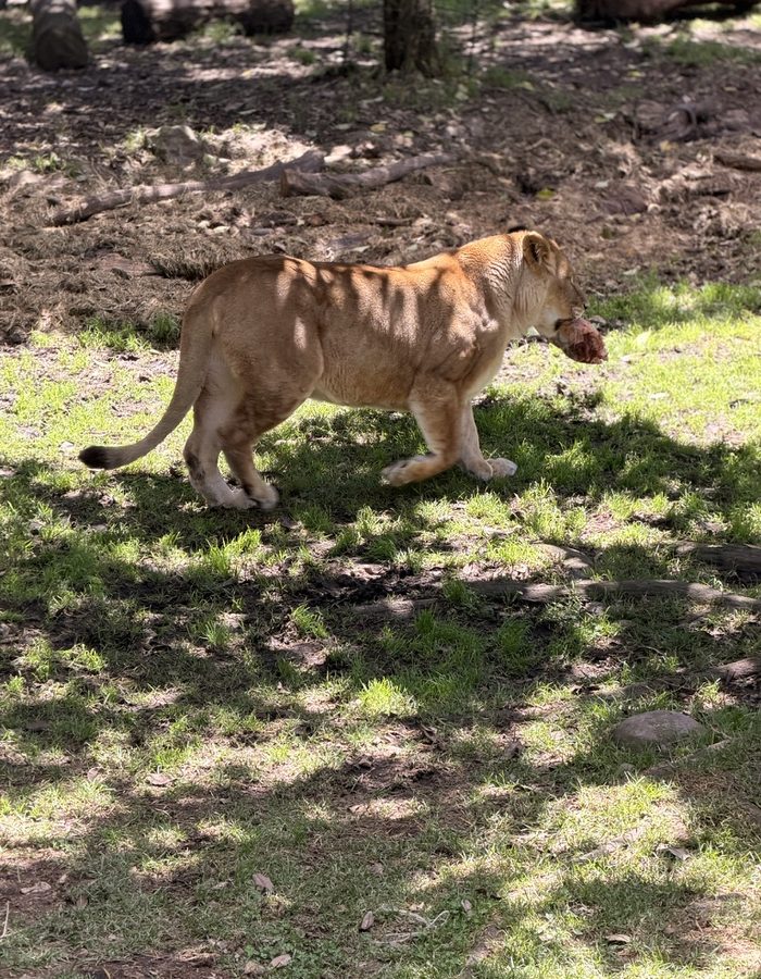 Leona en el zoológico de Parque Jaime Duque