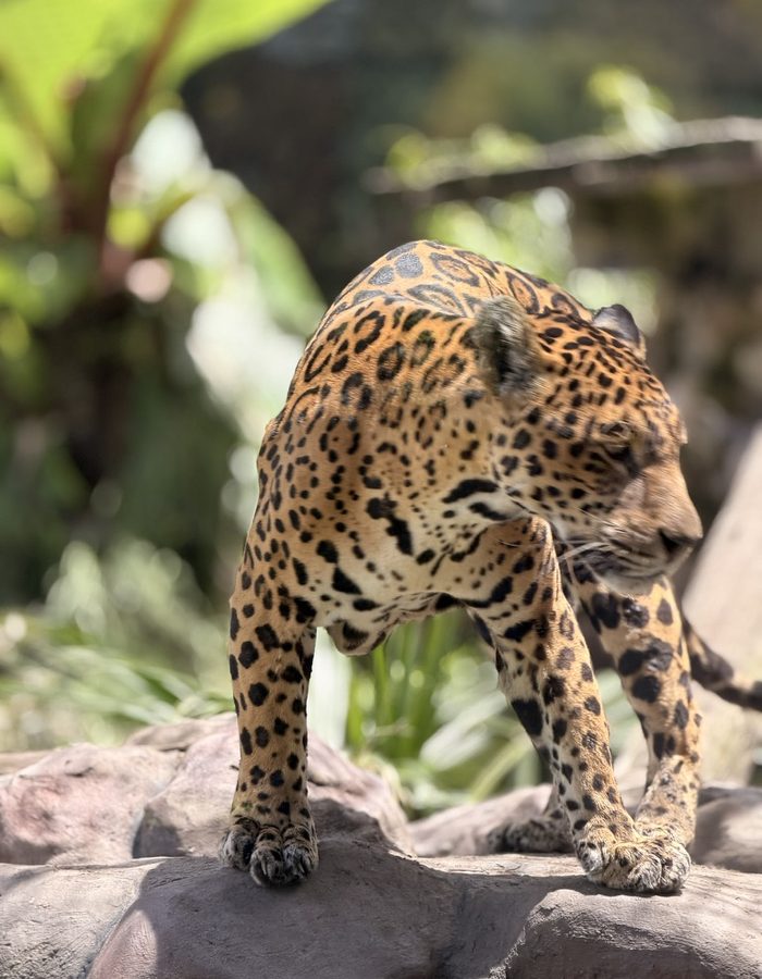 Jaguar en el zoológico de Parque Jaime Duque